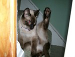 Siamese cat on the stairs with leg up
