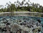 Coral-Reef-Solomon-Islands