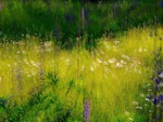 Summer  Field