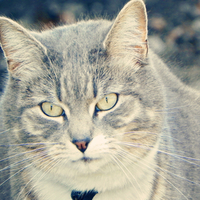 Tommy sitting watching for his prey