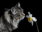 Cat with Flower