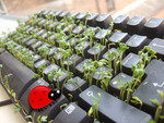 Sprouting Keyboard