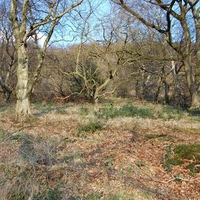 woodland 1