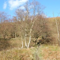 woodland 2