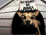 BEWARE OF DOG