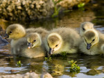 goslings sunshine