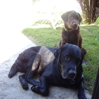 labrador_brothers