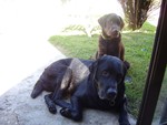 labrador_brothers