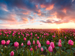 pink tulips