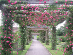 rose garden