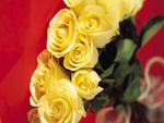 yellow roses