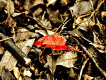 red leaf
