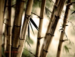bamboo