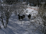 Dogs ON the icy snow