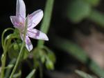 Tiny pink spring flower