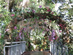 orchid arch