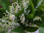 lily of the valley