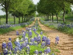 bluebonnet road