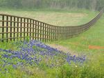 bluebonnet fence