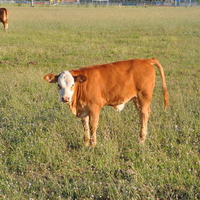 White face calf in Carrollton, Tx