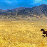 Lonely horse in yellow field
