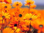 Orange Black eyed susans in a field