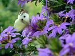Butterfly on purple flowers