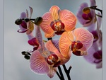 Orchids