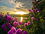 Pink Flowers in Sunset
