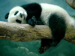 Panda is relaxing on the tree