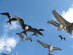 Birds In flight 1