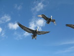 Birds in flight 3