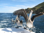 Pelicans want food