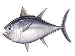 Tuna