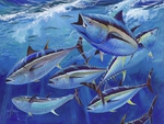 School of tuna