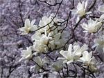 White Magnolias