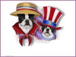 Patriotic Pugs