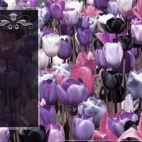 Tulip Field with Icon Panel