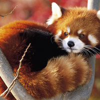 Red panda