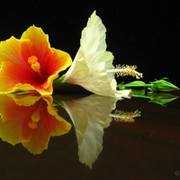 Hibiscus Duo