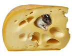 cheese rat