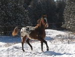 appaloosa stallion horse