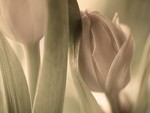 tulips in pastel