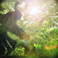 Peacock Signpost to Sunbeams Awaken