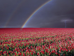 Storm Over Tulip Fields