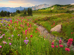 Wildflower Array, Mount Rainier National Park, Washington