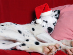 Christmas Nap, Dalmatian