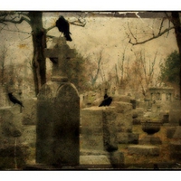 Graveyard Crows