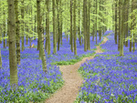 Bluebells, Ashridge Forest, Hertfordshire, England