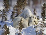 Polar Bear Cub Resting on Mother, Manitoba, Canada